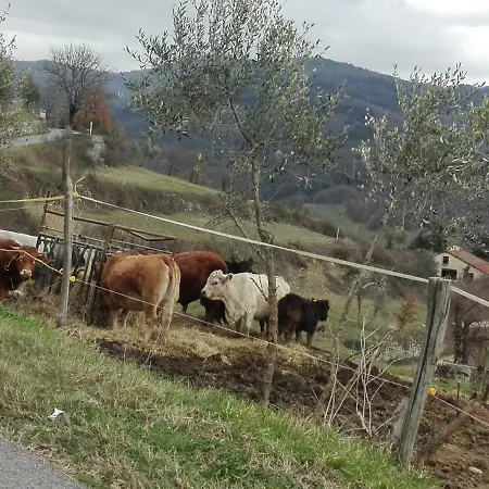 Fattoria Di Cintoia
